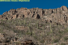 canyon wall and cactuses